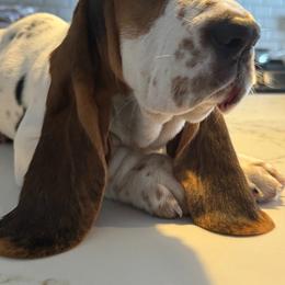 Basset Hound Puppies from Best Friends Bassets