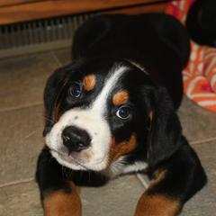 Greater Swiss Mountain Dog and Nederlandse Kooikerhondje Puppies from Blackamber Swissies