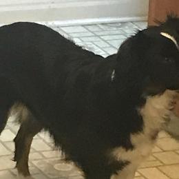 Australian Shepherds from Karen's Aussies