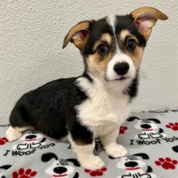 Zoey - Black and tan female Pembroke Welsh Corgi puppy in Corning, California from C.H. Pembroke Corgis