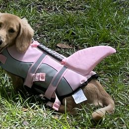 Anatolian Shepherd Dogs and Dachshunds from Salt & Light Farms