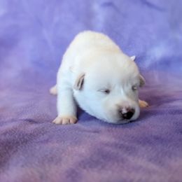 Pomsky Puppies from Valparaiso Pomskys
