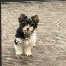 Ruby's little Max - Black tan and white male Biewer Terrier puppy in Lebanon, Oregon from SD99Biewers
