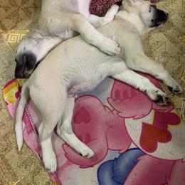 Anatolian Shepherd Dog Puppies from T&S Anatolians
