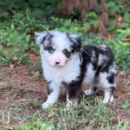 Scottish Terrier and Toy Australian Shepherd Puppies from Pecan Creek
