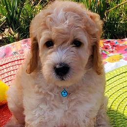 Boy 2 - Labradoodle puppy in Statesville, North Carolina from Labradoodles of the Foothills
