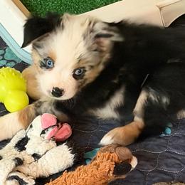 Rosa - Blue merle female Miniature Australian Shepherd puppy in Myakka City, Florida from Gable A Aussies