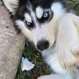 Siberian Husky All Grown Up from Joel's Husky Kennels