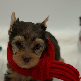Kaz - Chocolate and tan male Yorkshire Terrier puppy in Benton, Illinois from Furry Tailz Yorkies
