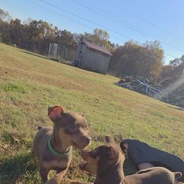 Miniature Pinscher and Pembroke Welsh Corgi Puppies from Liberty Hill Farm