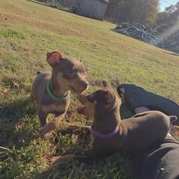 Miniature Pinscher and Pembroke Welsh Corgi Puppies from Liberty Hill Farm