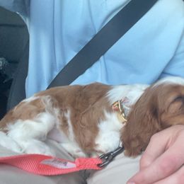 Cavalier King Charles Spaniel Puppies from Cassie’s Cavaliers