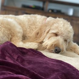 Boots - Goldendoodle