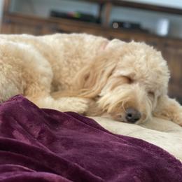 Boots - Goldendoodle