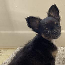 Chihuahuas from Carroll’s Chihuahuas
