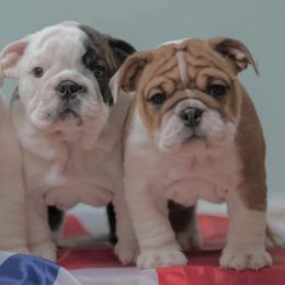 Bulldogs from Mansi Bulldogs
