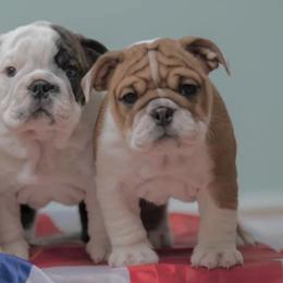 Bulldogs from Mansi Bulldogs