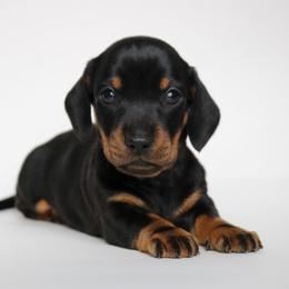 Louie (back) - Black and tan male Dachshund puppy in Red Bud, Illinois from Midwest Miniature Dachshunds