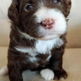 Australian Labradoodle Puppies from Lavender Fields Australian Labradoodles