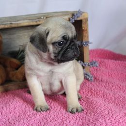 Sandy - Fawn female Pug puppy in Morton, Illinois from Dream on puppies
