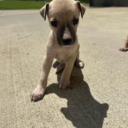 Girl 3 - Fawn female Whippet puppy in Corry, Pennsylvania from Sara's Whippets