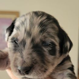 Goldendoodle Puppies from Sancass'd Goldendoodles