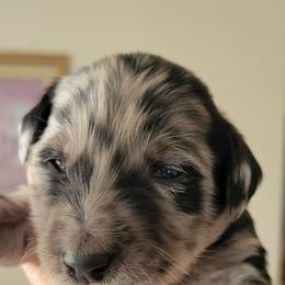 Goldendoodle Puppies from Sancass'd Goldendoodles