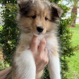 Lucy - Sable and white female Shetland Sheepdog puppy in Davie, Florida from Enclave
