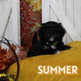 Summer - Black brindle female Havanese puppy in Salt Lake City, Utah from Steal Your Heart Havanese