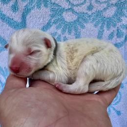 Blue Collar - Gold male Border Collie puppy in Mariposa, California from Team Reeves Ranch