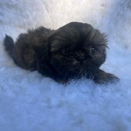 Boy 1 - Brindle male Shih Tzu puppy in Tenino, Washington from Fantasy Realm Shih Tzus