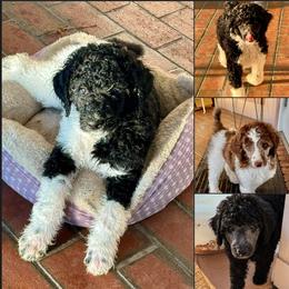 Poodle Puppies from Candace Yakes