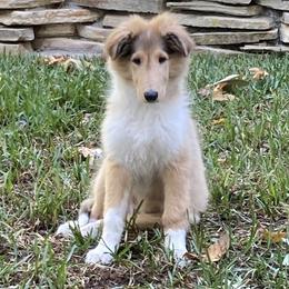 Collie All Grown Up from Prime Star Collies