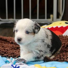 Sasha - Blue merle female Miniature Australian Shepherd puppy in Fort Smith, Arkansas from Rye Hill Aussies