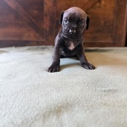 Cane Corso Puppies from Cowan Farms