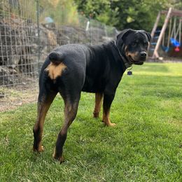 Betsy - Rottweiler