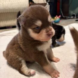 Pyra - Chocolate female Pomsky puppy in Valparaiso, Indiana from Valparaiso Pomskys