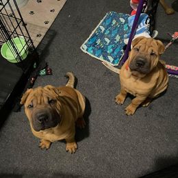 Chinese Shar-Pei Puppies from Sunspire Shar-Pei