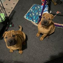 Chinese Shar-Pei Puppies from Sunspire Shar-Pei