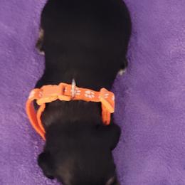 Rose - Black and tan female Dachshund puppy in Onalaska, Texas from Weenies on the Lake
