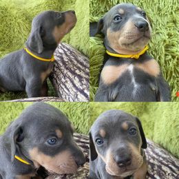 Catahoula Leopard Dog Puppies from Middle Acres Catahoulas