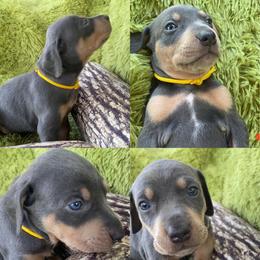 Catahoula Leopard Dog Puppies from Middle Acres Catahoulas