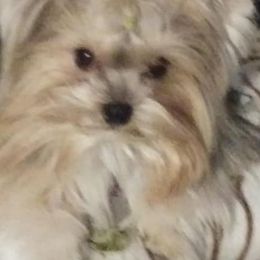 Biewer Terriers and Yorkshire Terriers from Cynthia's Biewer Puppies