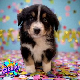 GIBBLER - Black Tri Female - Black tri-color female Australian Shepherd puppy in Gainesville, Texas from Lady Luck Aussies