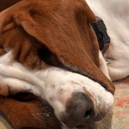 Tua - Basset Hound