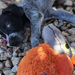 Ace - Black and white German Shorthaired Pointer puppy in Banning, California from ⭐🦆 So Cal on Point GSP'S🇺🇲🇩🇪 lg