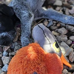 Ace - Black and white German Shorthaired Pointer puppy in Banning, California from ⭐🦆 So Cal on Point GSP'S🇺🇲🇩🇪 lg