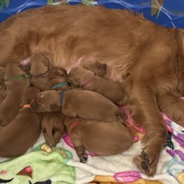 Golden Retrievers from Beach Cities Golden Retrievers
