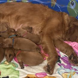 Golden Retrievers from Beach Cities Golden Retrievers