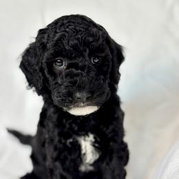 JANUARY - Black female Australian Labradoodle puppy in Austin, Texas from AussieTex Labradoodles